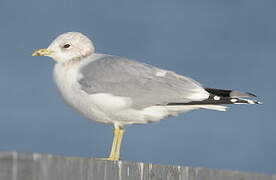 Mew Gull