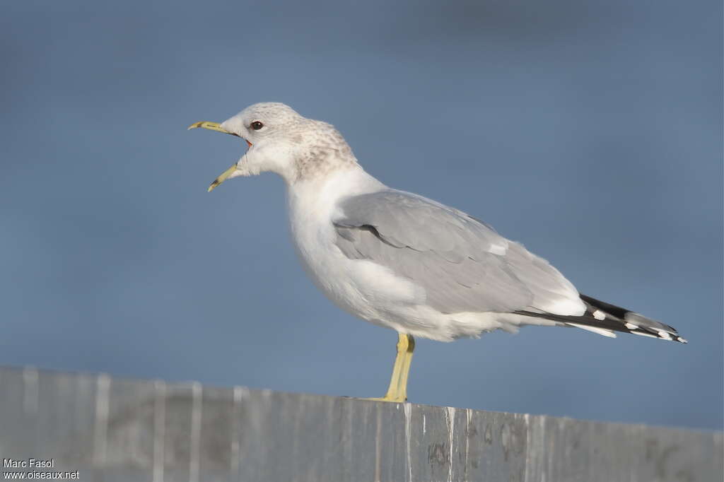 Common Gulladult post breeding, song, Behaviour