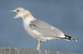 Common Gull