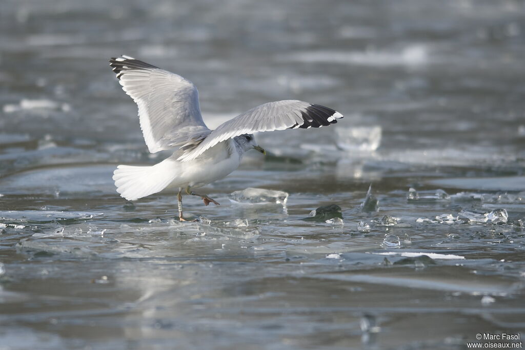 Common Gulladult post breeding, Flight