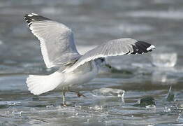 Common Gull