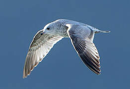 Common Gull