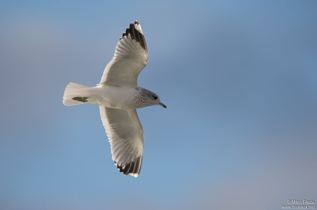 Common Gulladult, Flight