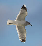 Common Gull