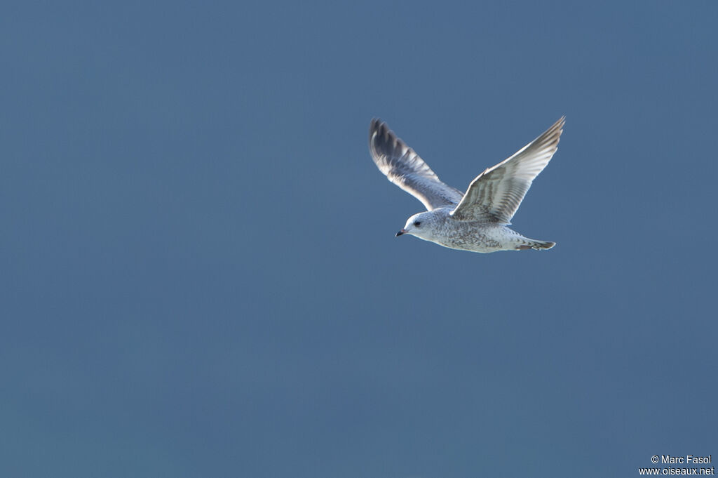 Common GullSecond year, Flight