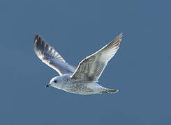 Common Gull