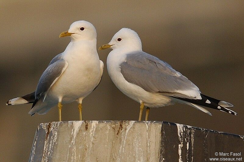 Mew Gull , Reproduction-nesting, Behaviour