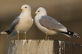 Common Gull