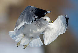 Common Gull