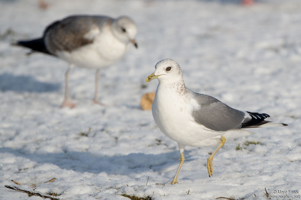 Common Gulladult, identification