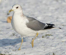 Common Gull