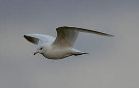 Common Gull