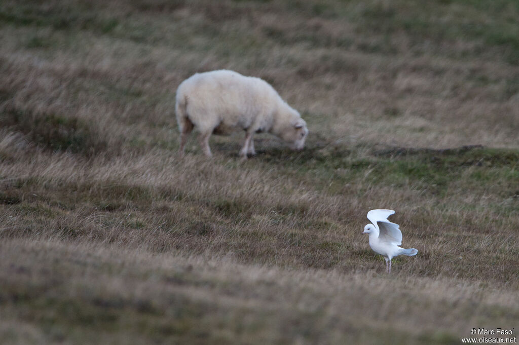 Mew Gull