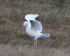 Mew Gull