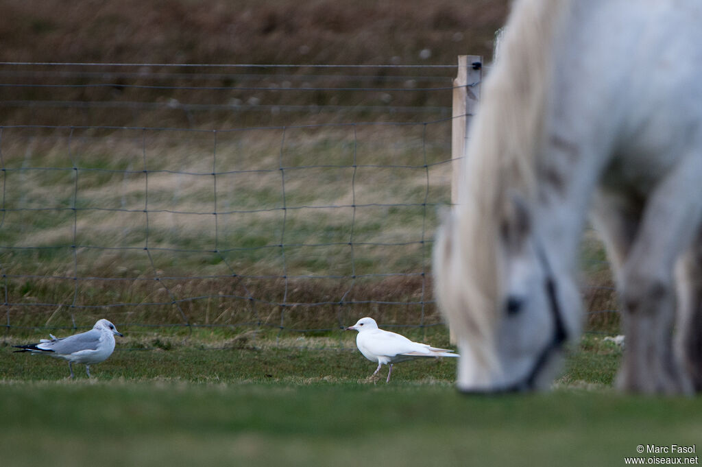 Mew Gull