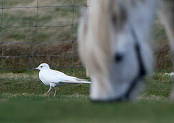 Mew Gull