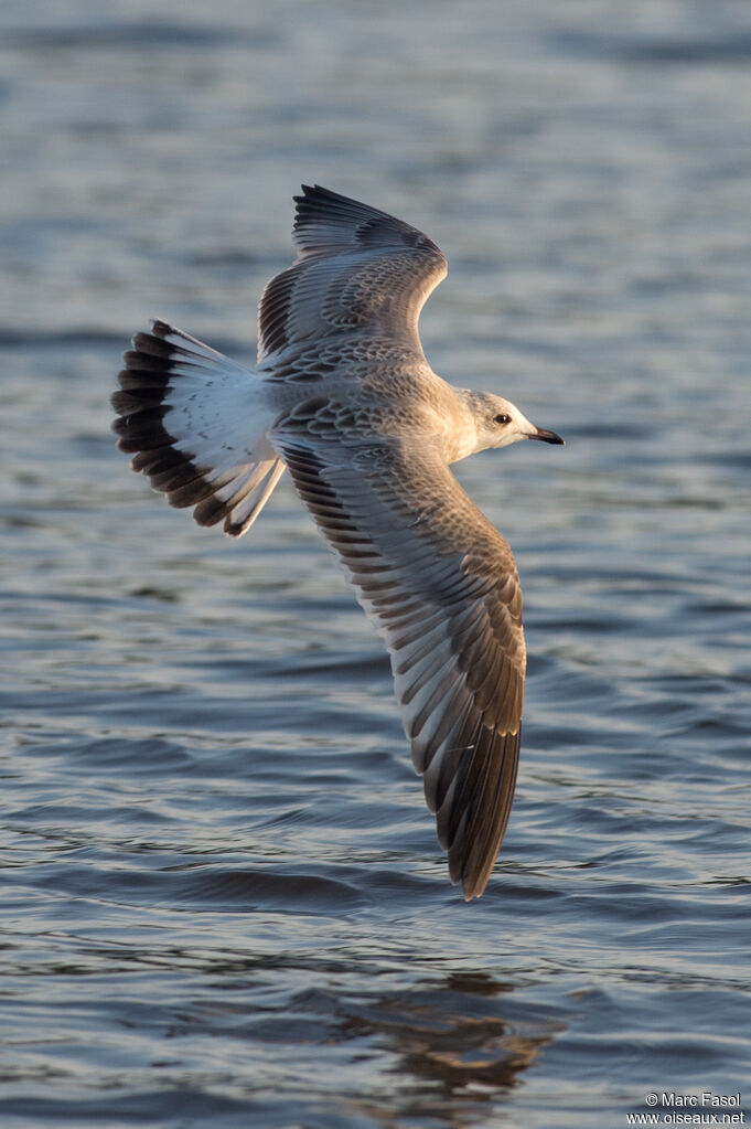 Mew Gulljuvenile, Flight