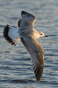 Common Gull