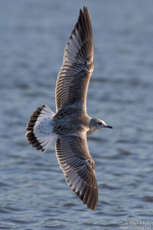 Common Gulljuvenile, Flight