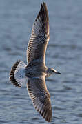 Mew Gull