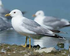 Common Gull