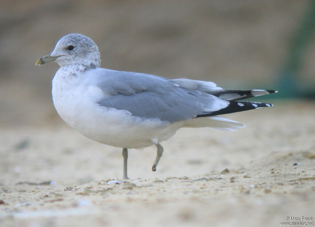 Common Gulladult post breeding, identification