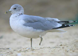 Common Gull