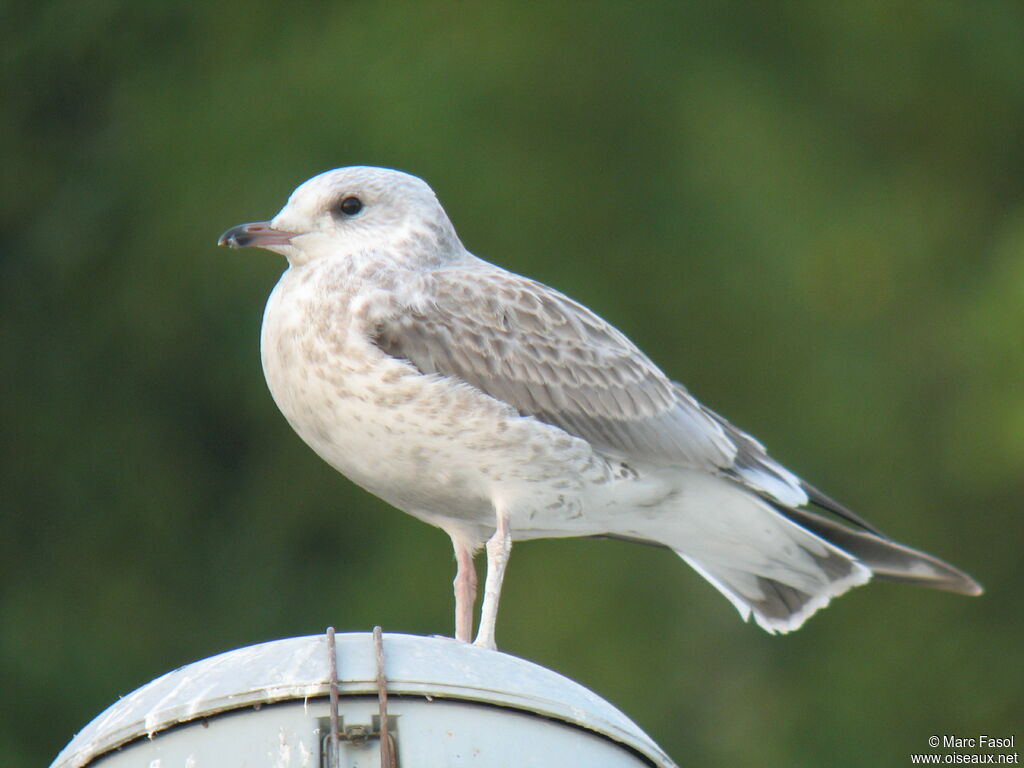 Goéland cendré1ère année, identification, Nidification