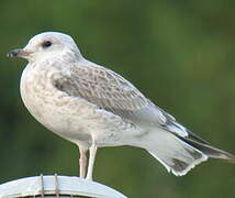 Mew Gull