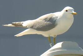 Common Gull