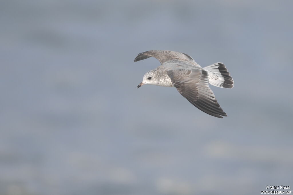 Common Gull, Flight