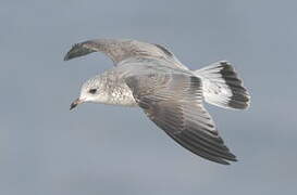 Common Gull