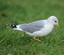 Mew Gull