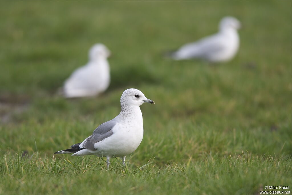 Common GullThird  year, identification