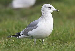 Mew Gull