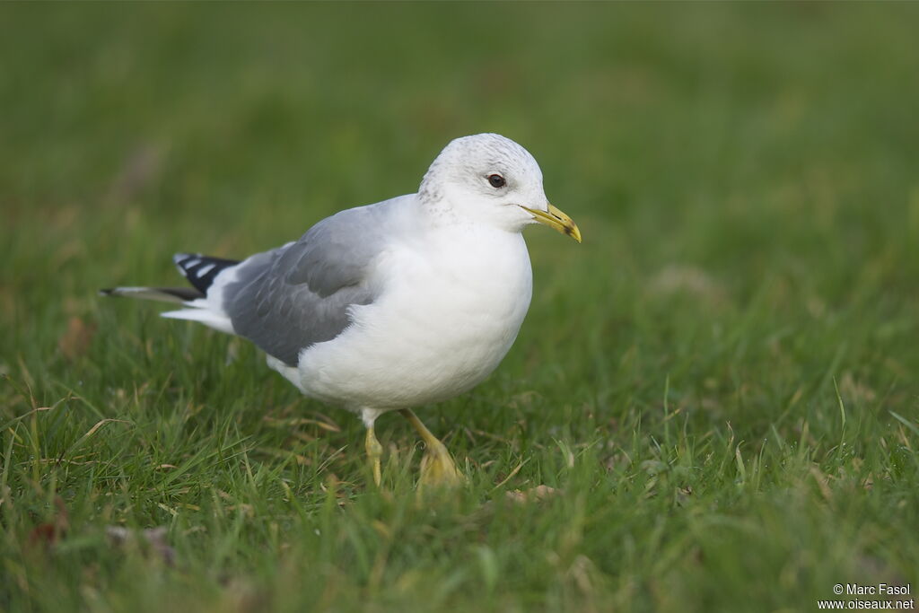 Mew Gull, Behaviour