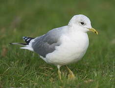 Common Gull