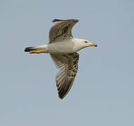 Armenian Gull