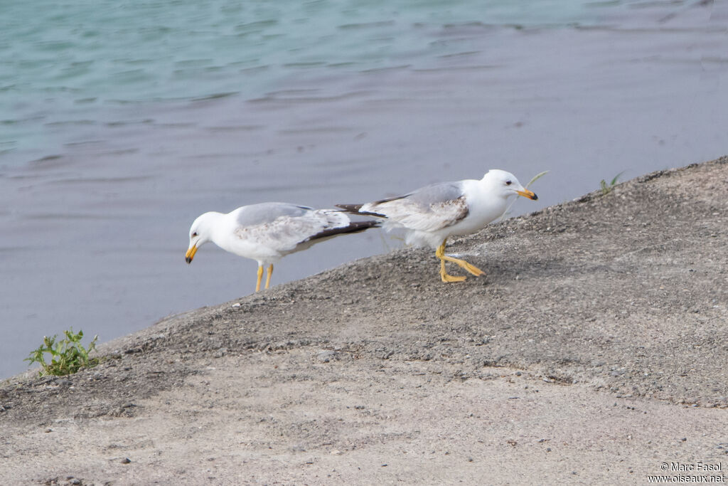 Armenian Gullsubadult, identification