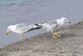 Armenian Gull