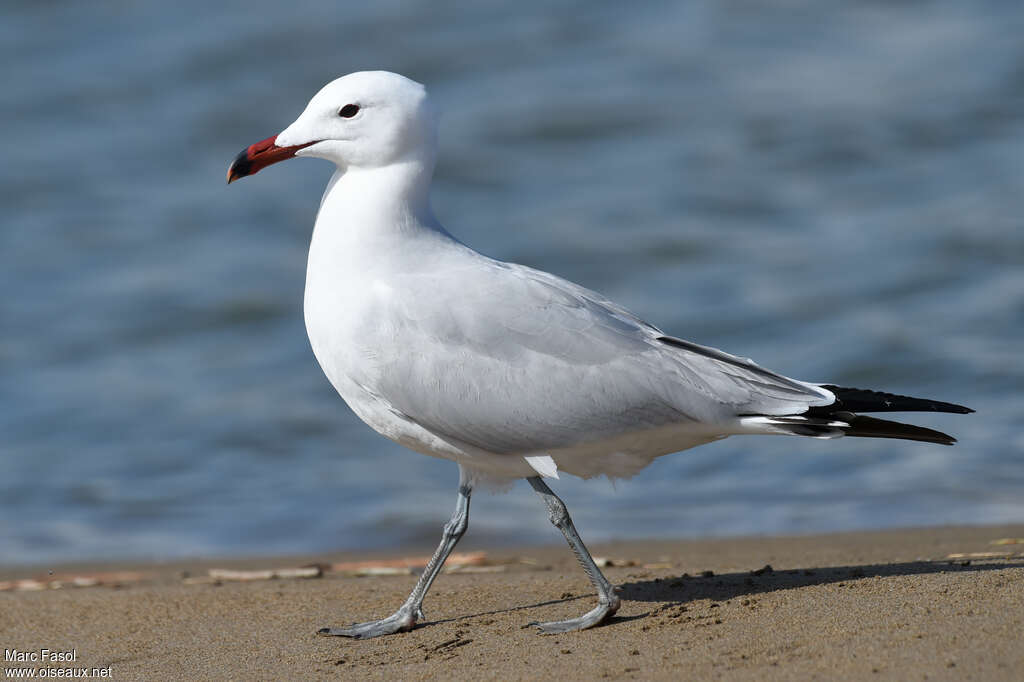 Goéland d'Audouinadulte nuptial, identification