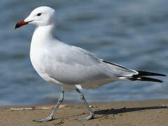 Audouin's Gull