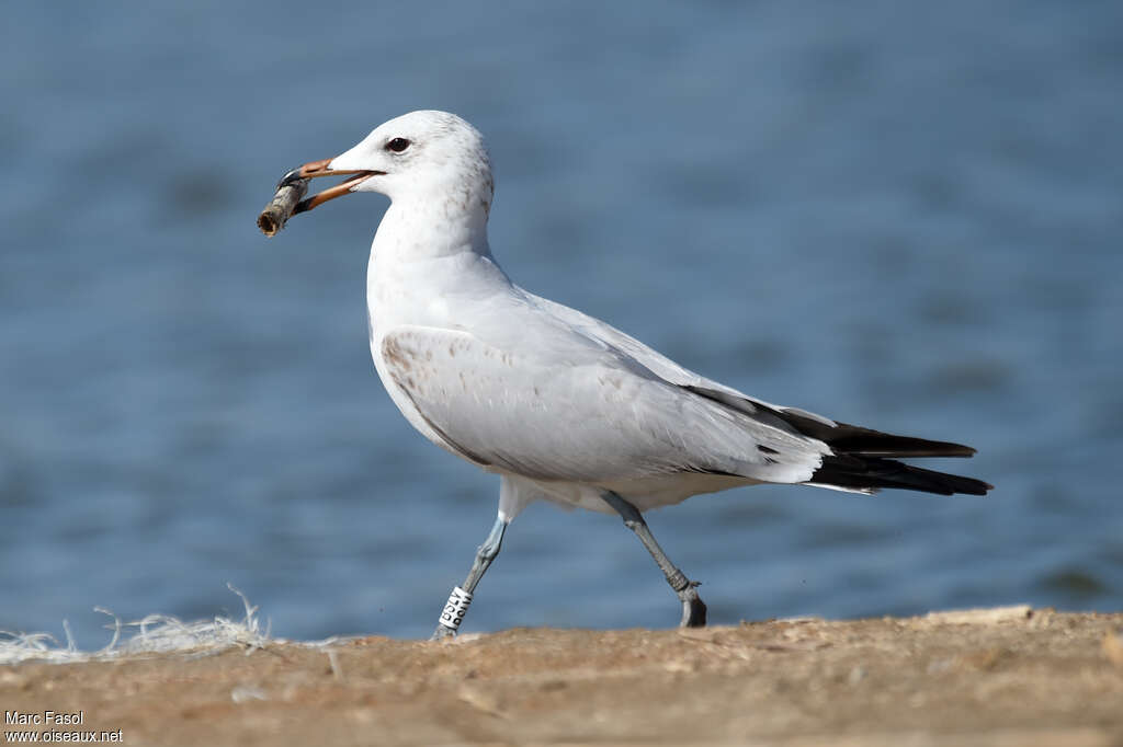 Audouin's GullThird  year, identification, Reproduction-nesting, Behaviour