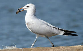 Audouin's Gull