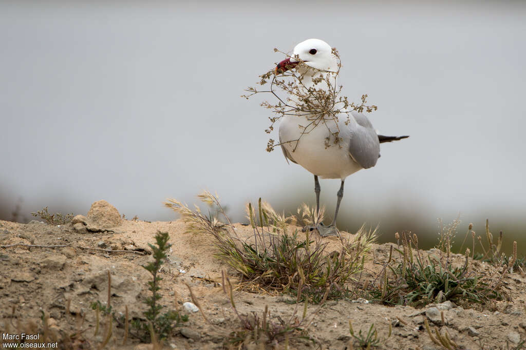 Audouin's Gulladult breeding, Reproduction-nesting