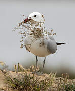 Audouin's Gull