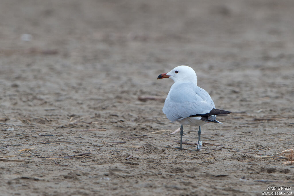 Goéland d'Audouinadulte, identification