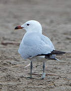 Audouin's Gull