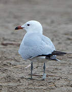 Audouin's Gull