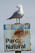 Audouin's Gull